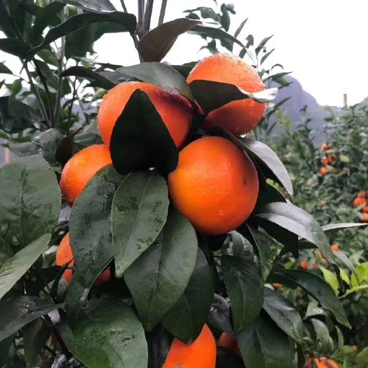 百色沃柑  柑橘，目前500万斤大量上市，可以对接饮料厂加工