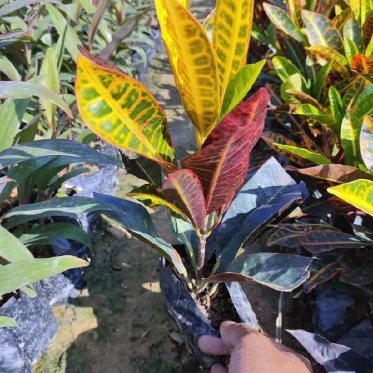 漳浦县细叶变叶木 灌木或小乔木，高可达2米。枝条无毛，有明显叶痕。