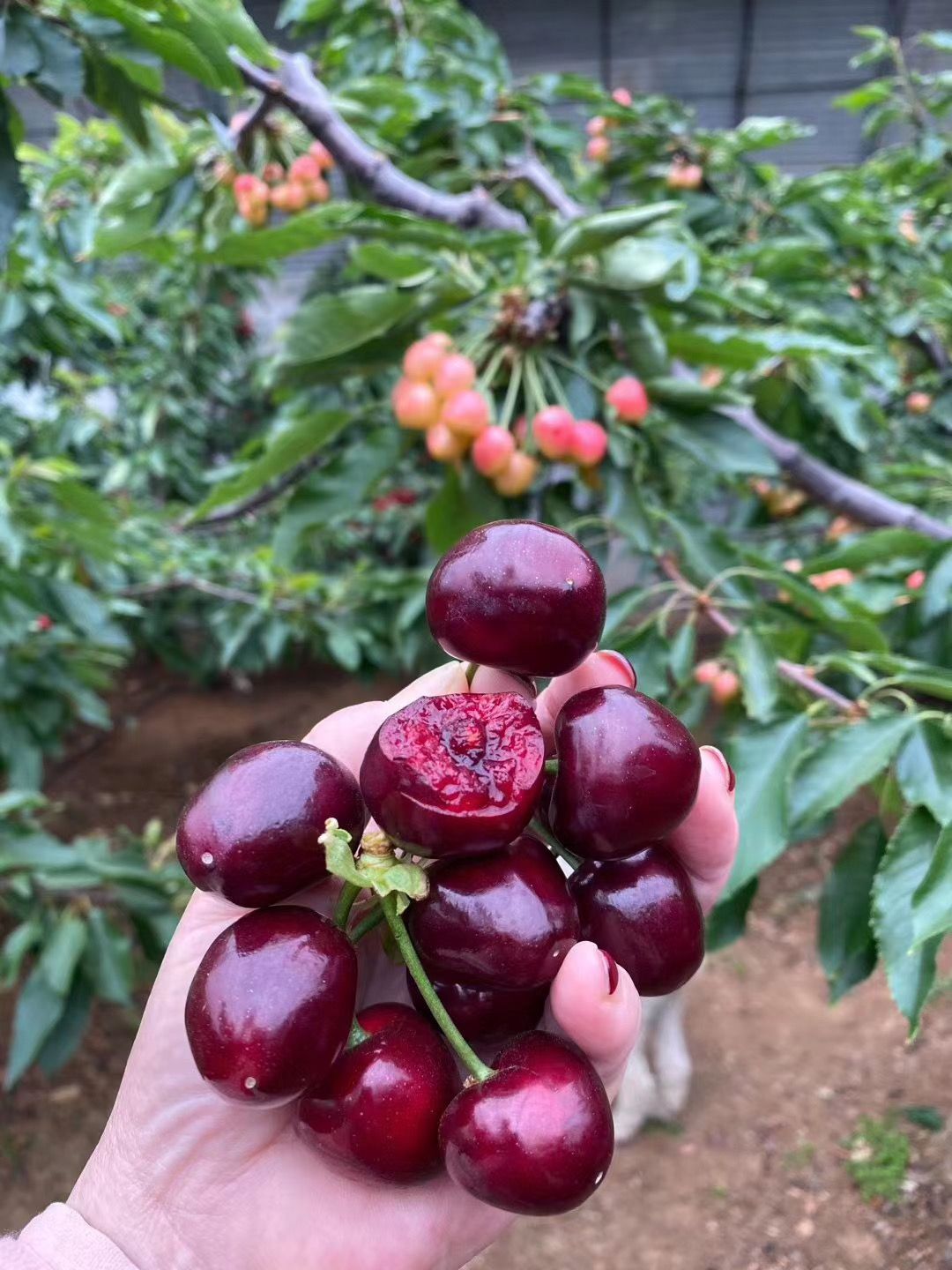  早大果樱桃苗价格 山东基地批发早大果樱桃树苗 当年结果