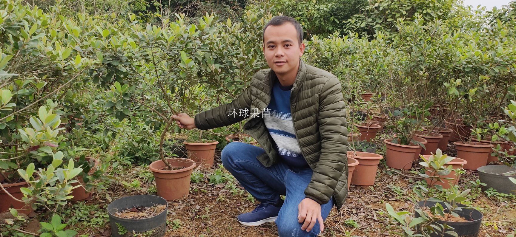 桃金娘苗 捻子苗 泡酒桃金娘果 果树苗 南北方种植 环球果苗