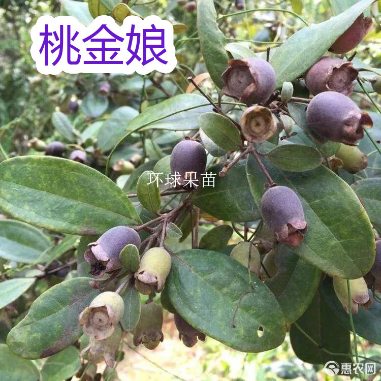 桃金娘苗 捻子苗 泡酒桃金娘果 果树苗 南北方种植 环球果苗