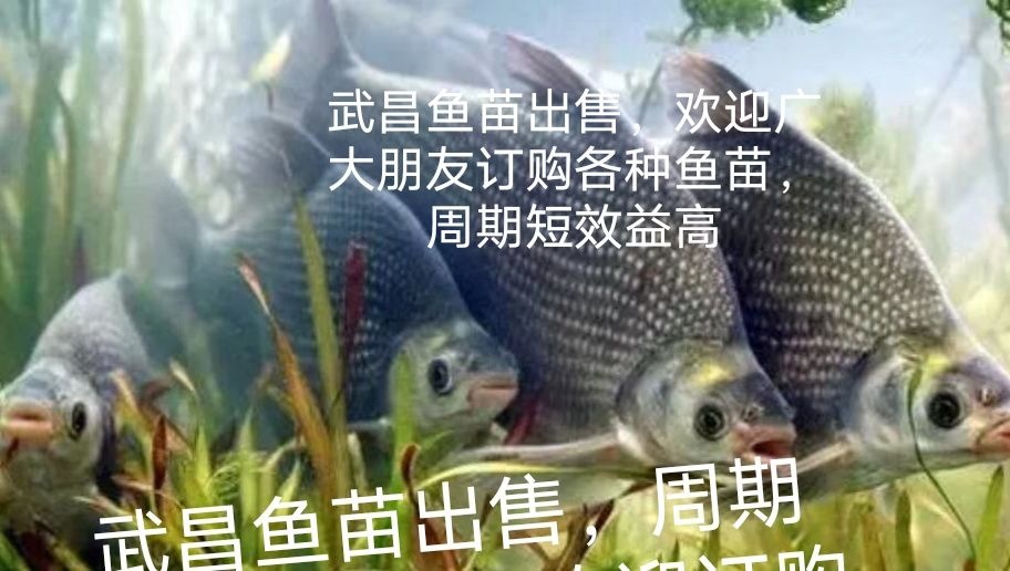 富顺县武昌鱼苗