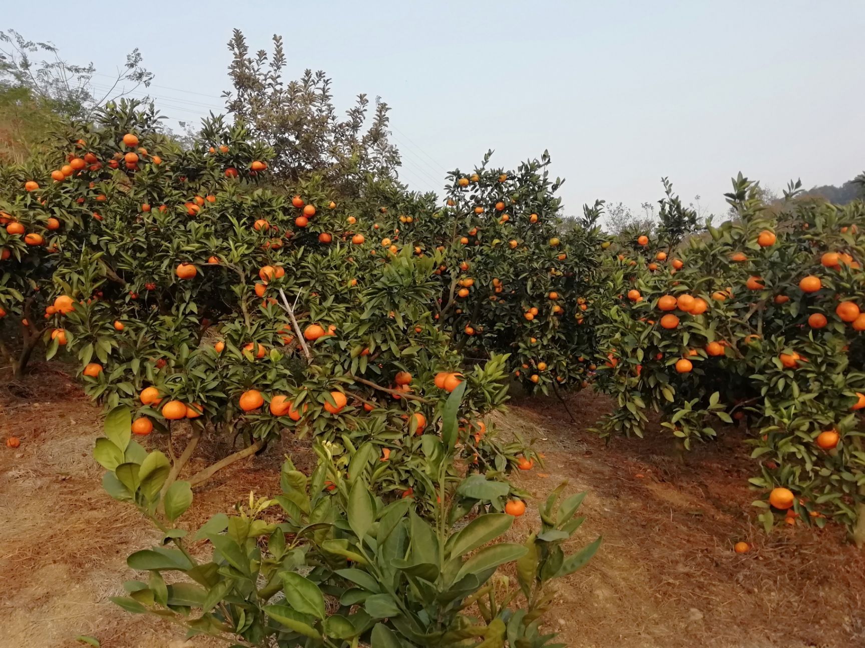 涌泉蜜桔的优点与缺点有哪些(涌泉蜜桔好不好) 涌泉蜜桔的优点与缺点有哪些(涌泉蜜桔好不好)