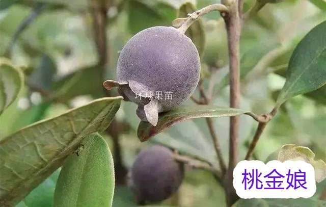 桃金娘苗 捻子苗 泡酒桃金娘果 果树苗 南北方种植 环球果苗
