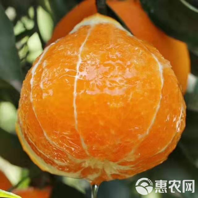 丑柑不知火柑橘开始预售