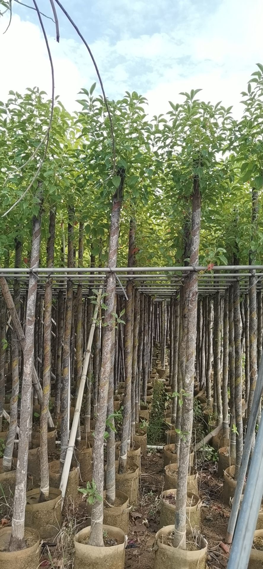 小叶樟  香樟3-40公分