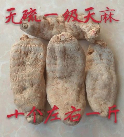 南宁小草坝天麻  一级天麻大量有货，160元/斤
