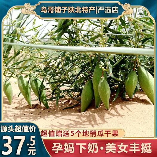 靖边县地梢瓜种苗  地梢瓜地稍瓜奶瓜瓜羊母奶草切段干品一斤包邮