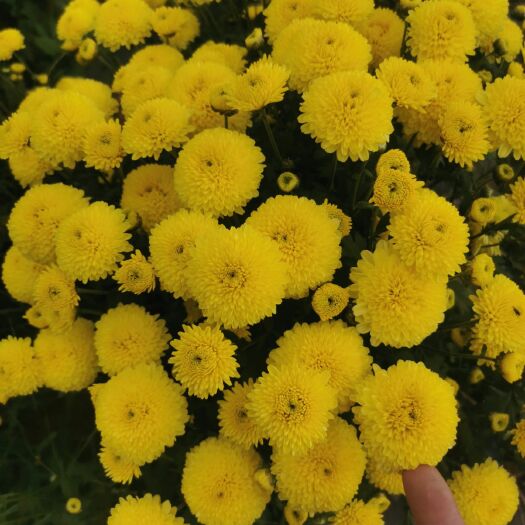 祥云县婺源皇菊苗  婺源皇菊，技术指导包回收。