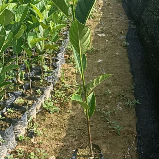 阳春市常有菠萝蜜苗 本地菠萝苗