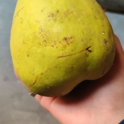 青木瓜  自家种木瓜