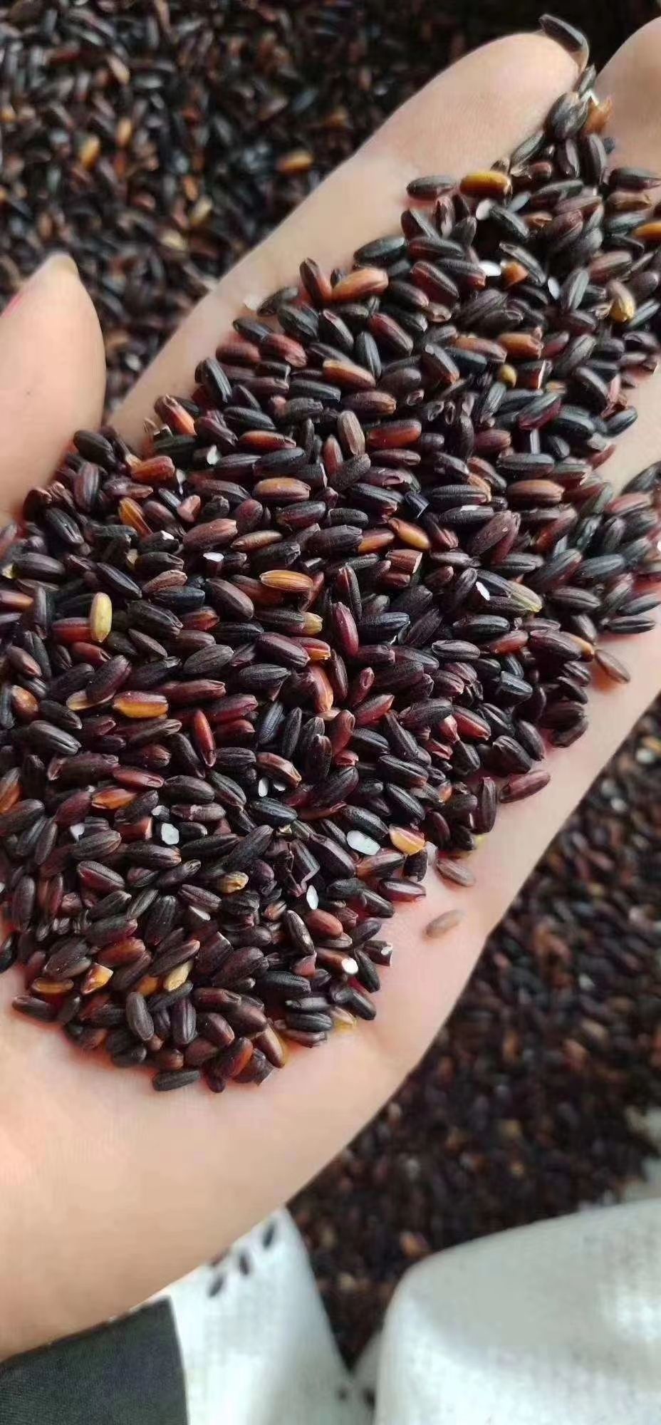 黑糯米 糯米