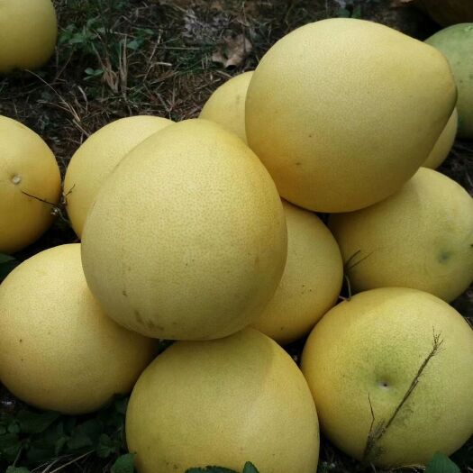 邵阳县白玉蜜柚皇帝柑