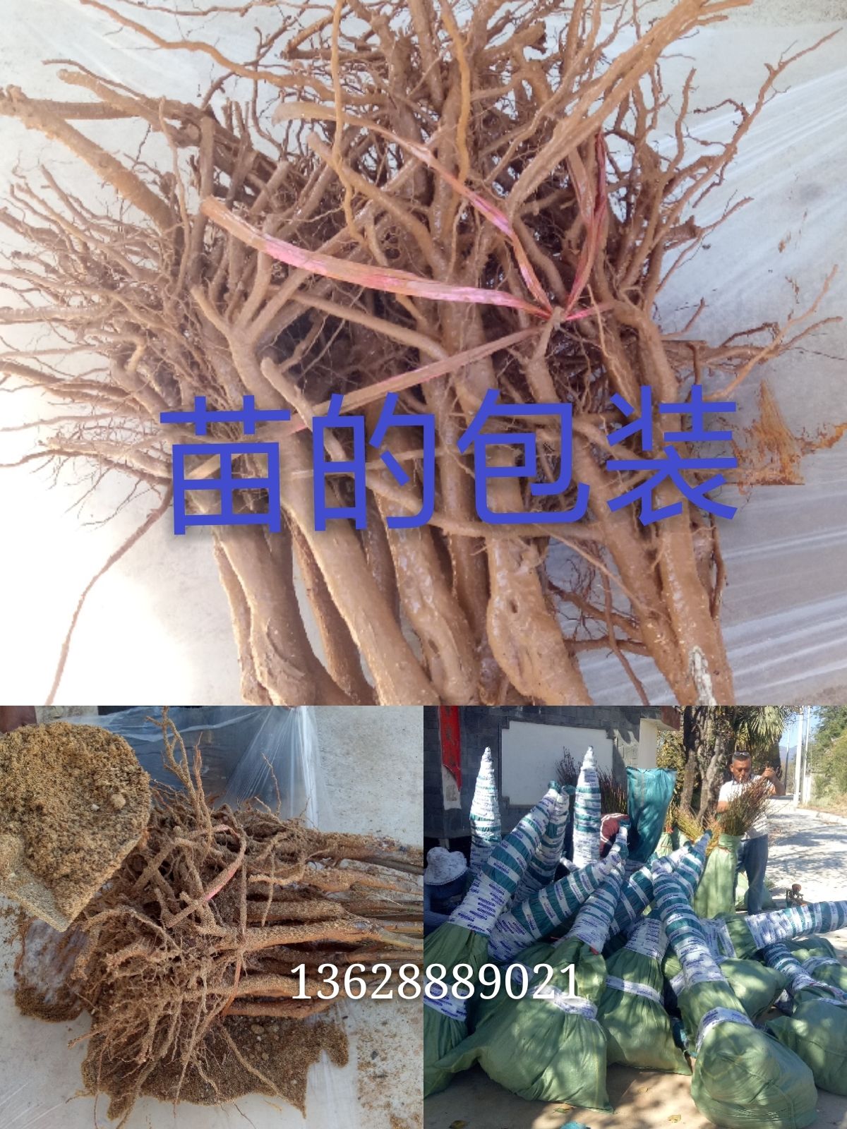 丽江雪桃苗，雪桃苗批发