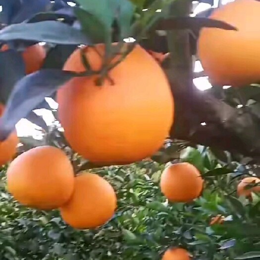 枝江市自家种植的脐橙，糖度高