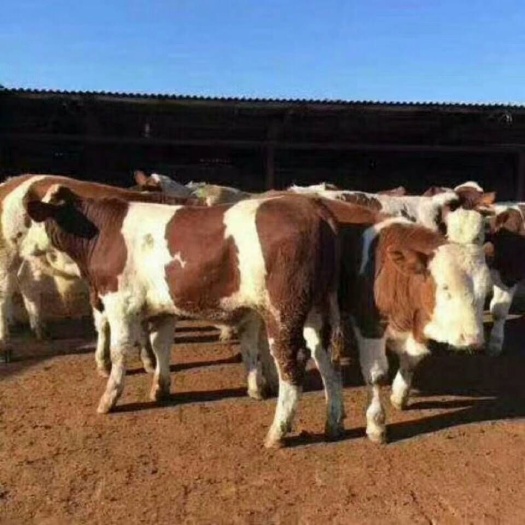 乌中旗欢迎养殖朋友前来选购大小肉牛好品种