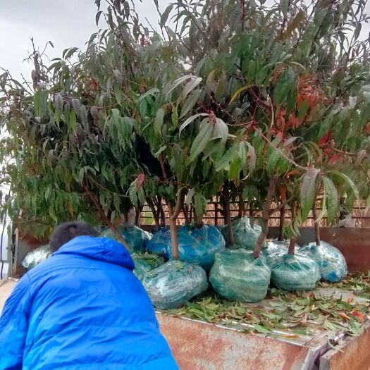 玉龙县冬桃苗  丽江雪桃树，云南雪桃树
