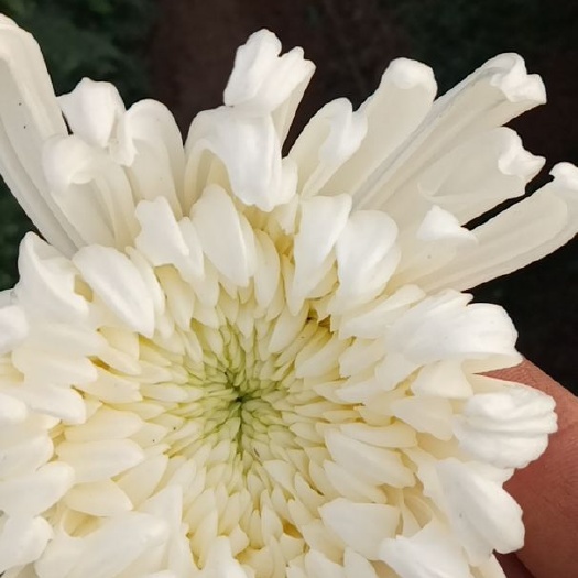 新沂市菊花切花  鲜切白黄菊