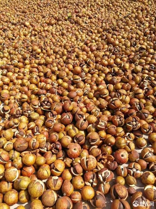 油茶籽  湖北老油茶树茶籽天气赏赐饱满洁净出油率佳。