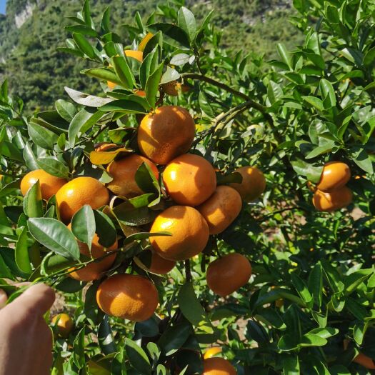 默科特 