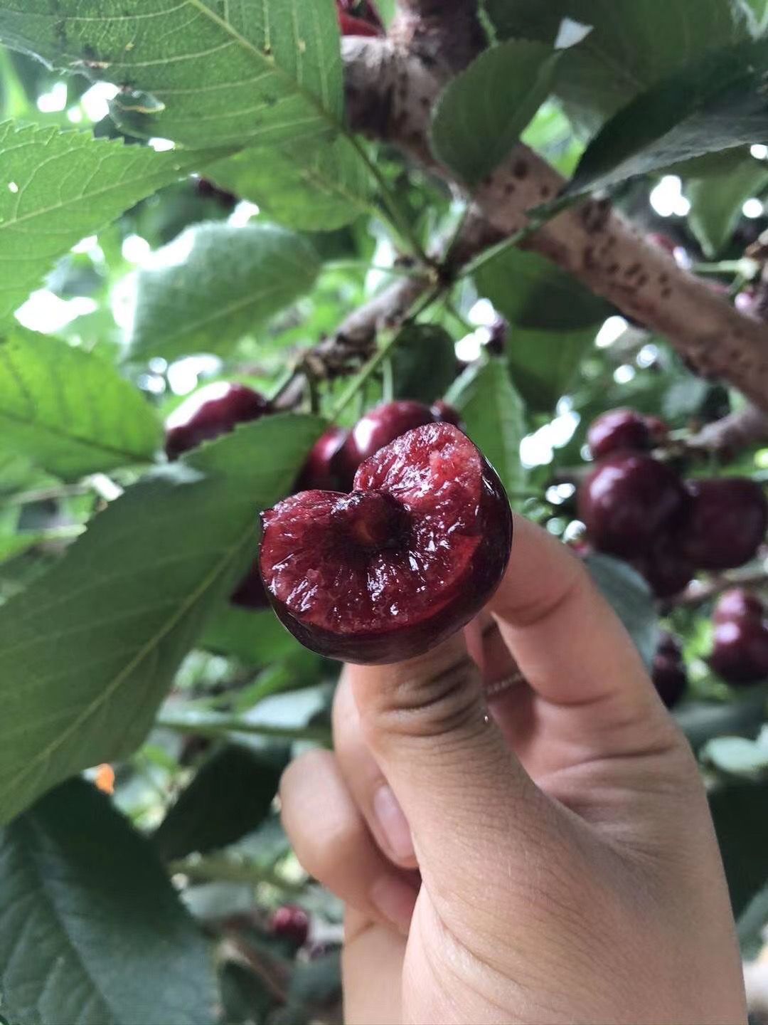  早大果樱桃苗价格 山东基地批发早大果樱桃树苗 当年结果