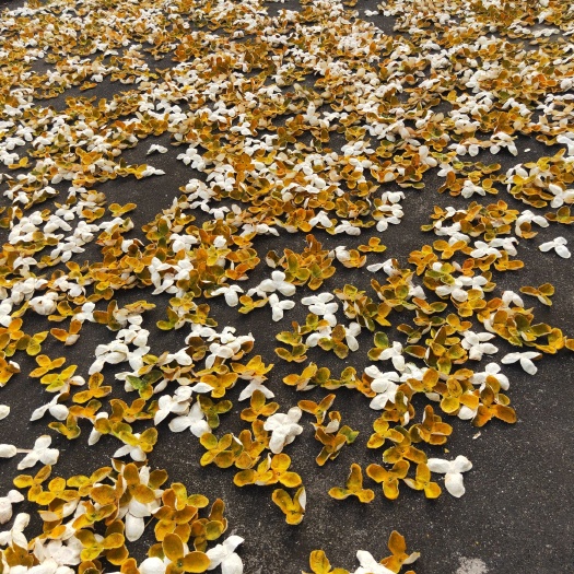 浦北县三花陈皮 