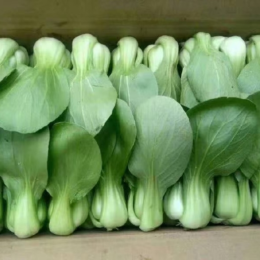 新民市油麦菜大量上市，不超高品质好，唐菜叶片整齐，把油菜绿，