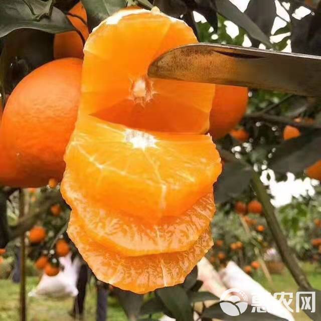 丑柑不知火柑橘开始预售