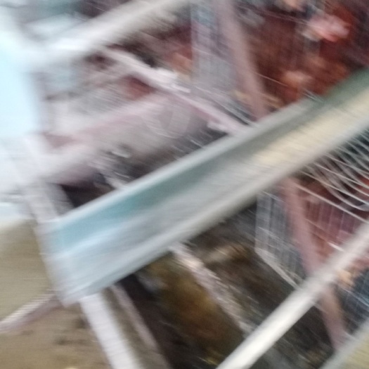 清镇市鸡肉类 淘汰老母鸡