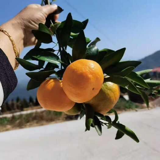  纯正永春芦柑