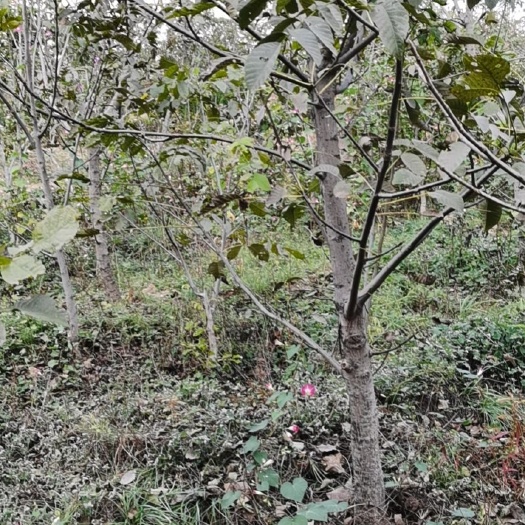 绛县纸皮核桃苗  六至十三公分的占地核桃树树，本苗围因岀祖土地到期待处理