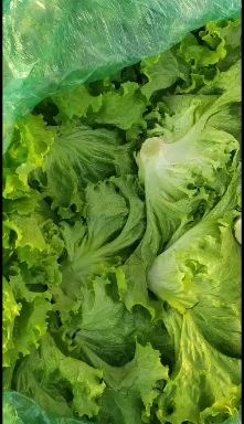 青州市供应散叶美国大速生  生菜，大速生，