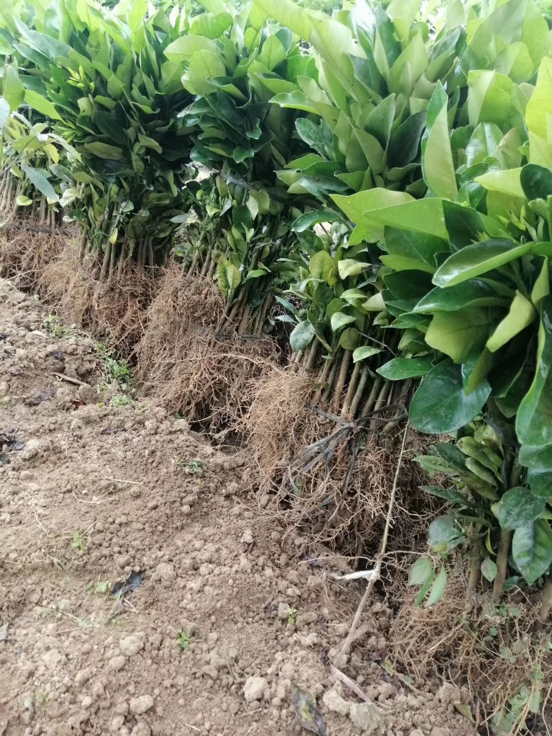 红心柚子苗批发  三红蜜柚苗 平和红肉柚子苗