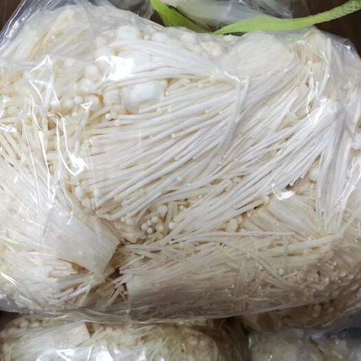 东海县白金针菇 金针菇，厂家直发，只做c切跟散菇