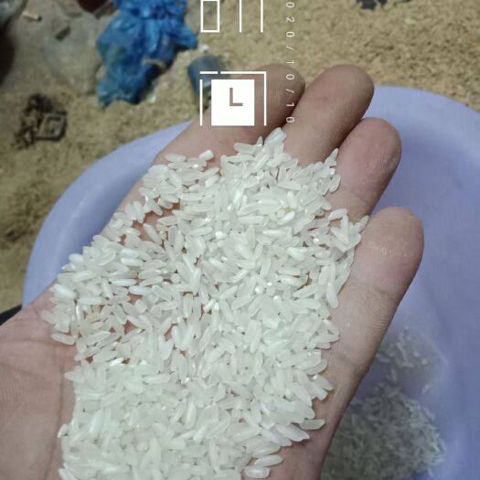 钟祥市籼稻谷 中稻/一季稻 