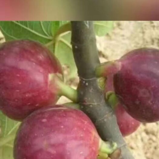 泰安无花果树苗 