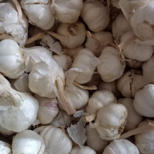 金乡县白皮蒜  山东金乡白皮大蒜，基地货，冷库货，大量供应！