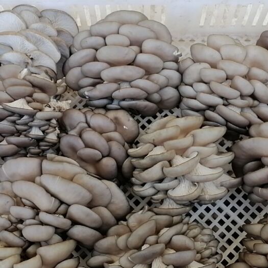 新沂市鲜平菇  精品平菇大量上市保质保量