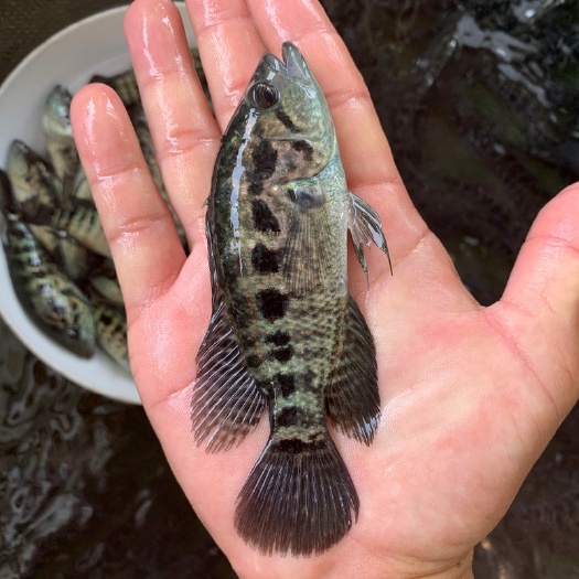 淡水石斑鱼苗  石斑鱼苗，一手贷源，大量供应翘嘴石斑鱼苗，场地销售。