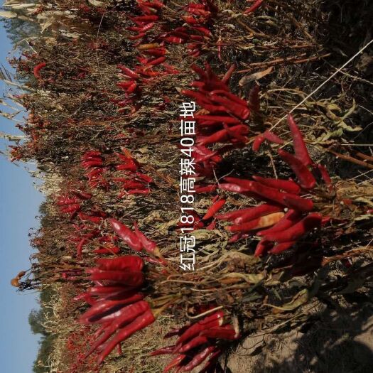 景县风干辣椒 品质辣椒现货供应