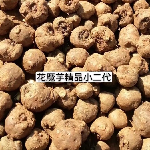 富源县 魔芋种子花魔芋种子，小二代，大二代开始脱水，准备销售了