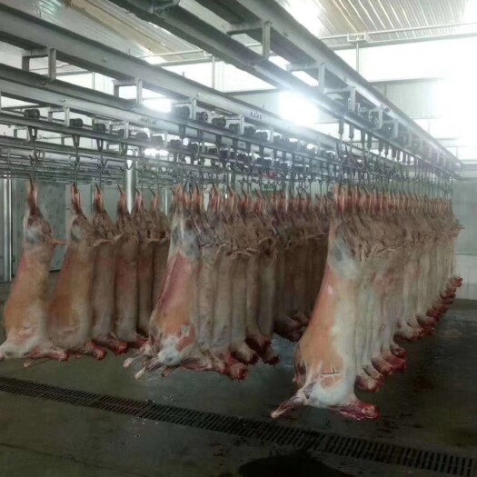 西宁藏羊肉 生肉