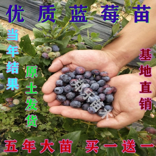 薄霧藍(lán)莓苗  藍(lán)莓樹苗盆栽地栽當(dāng)年結(jié)果南北方種植薄霧奧尼爾藍(lán)豐南帶原土發(fā)貨