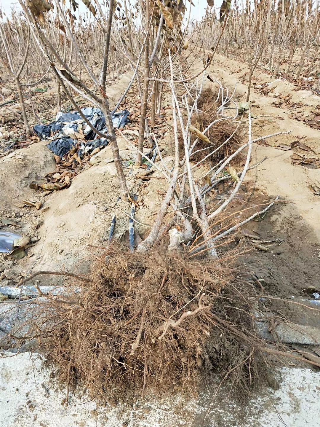  早大果樱桃苗价格 山东基地批发早大果樱桃树苗 当年结果