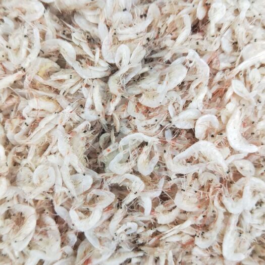 滨州虾皮 12-18个月 