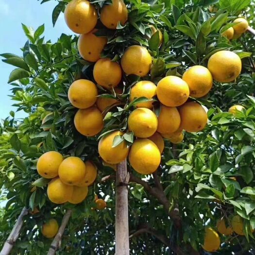 瑞金市蜜香橙 赣南脐橙