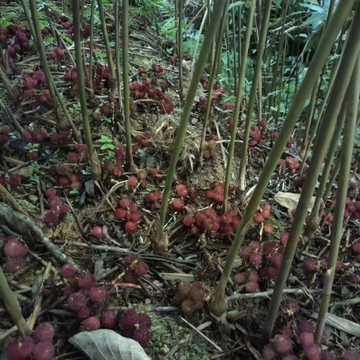 马关县春砂仁  砂仁地急需出售80亩