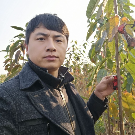 三原县俄罗斯8号樱桃苗  吉塞拉樱桃树苗，美早，布鲁克斯，撒弥陀