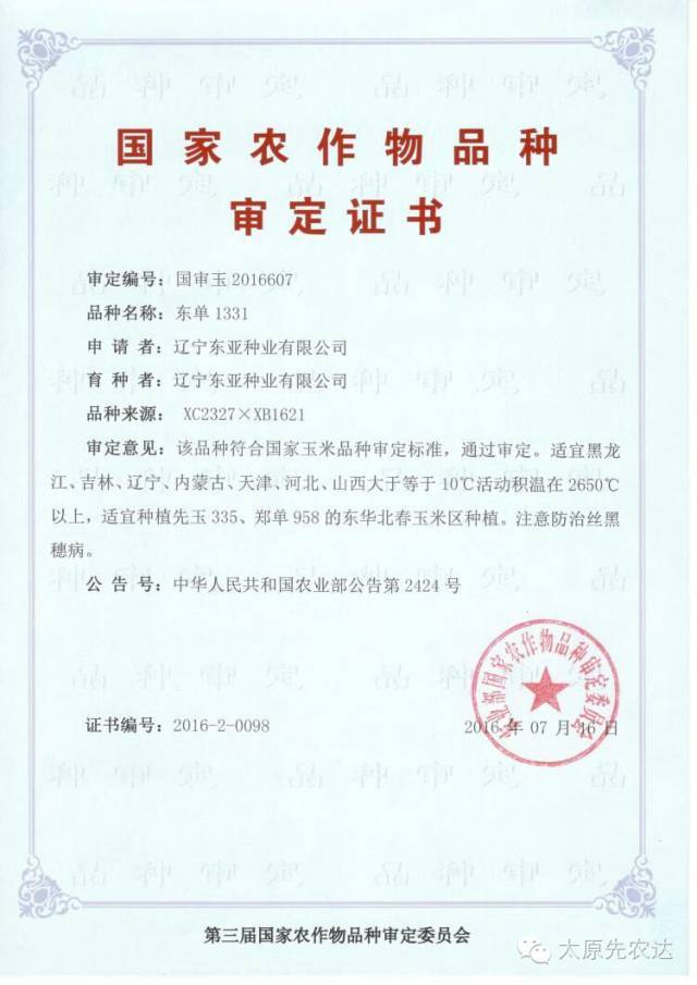 东单1331玉米种子  东单1331玉米杂交种，抗虫优质又高