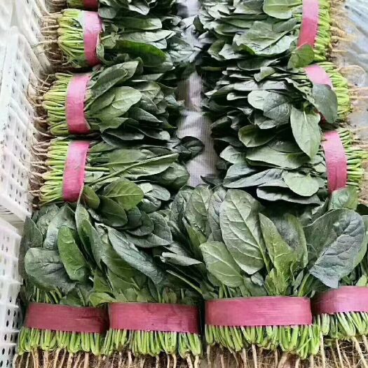 邯郸河北邯郸菠菜大量上市